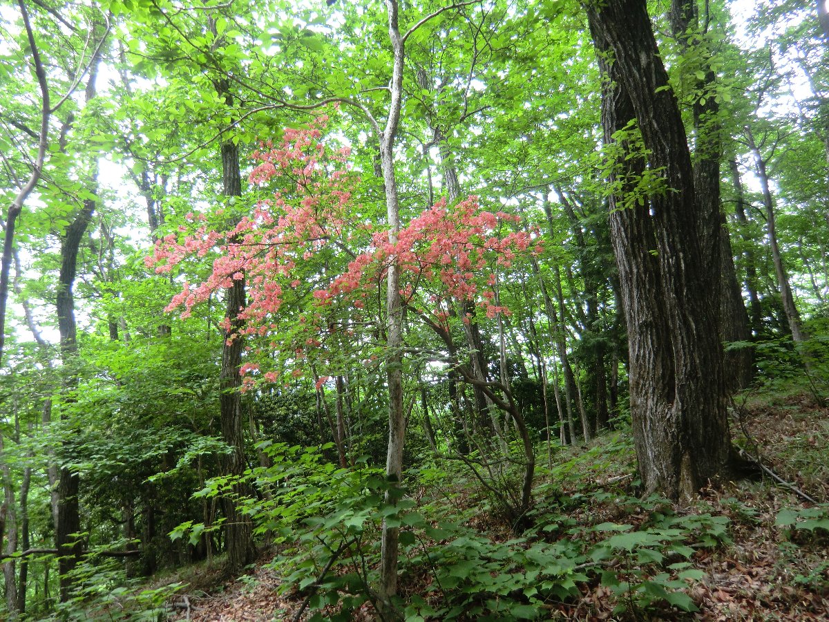 クリックで拡大表示<蕨山登山道の山ツツジ>
