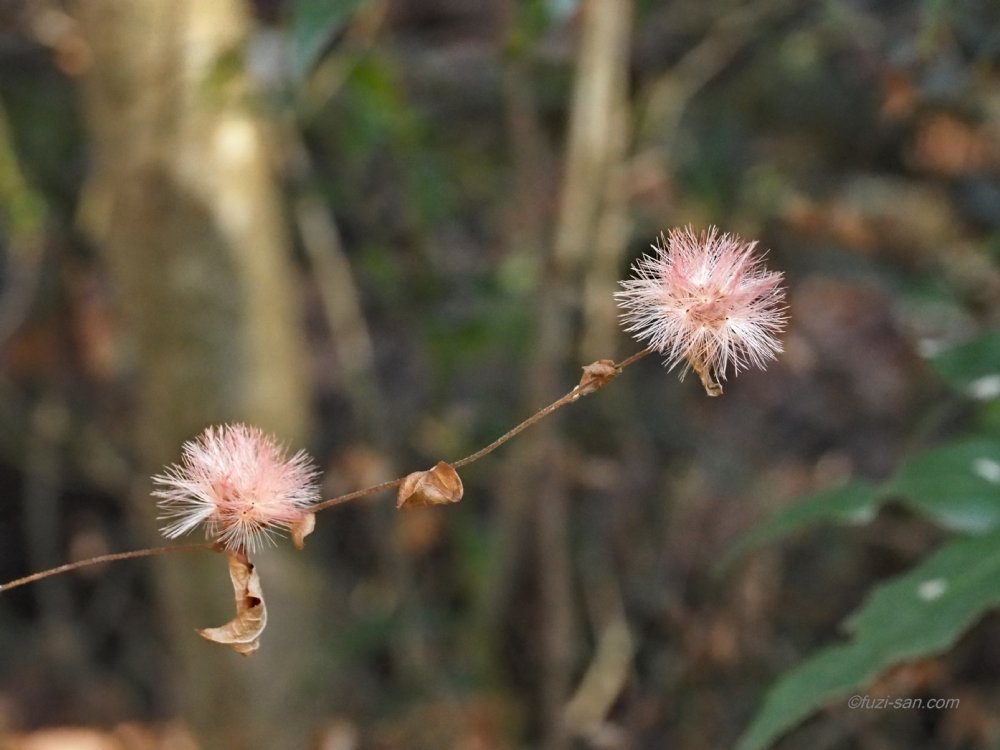 クリックで拡大表示<コウヤボウキ(高野箒)>